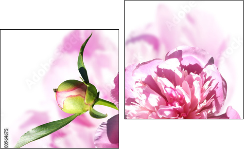 Peony on a white background. Isolated  - Obraz dwuczęściowy, Dyptyk