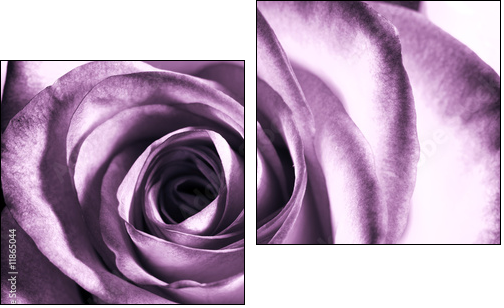 Purpurowa róża – zbliżenie na klasyczne piękno
 - Obraz dwuczęściowy, Dyptyk