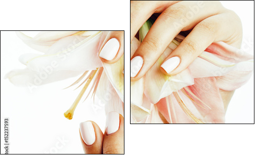 beauty delicate hands with manicure holding flower lily close up isolated on white - Obraz dwuczęściowy, Dyptyk