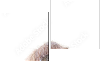 Orang-Utan  - Obraz dwuczęściowy, Dyptyk