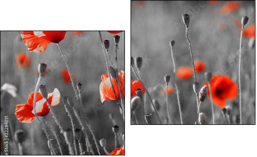 Czerwone maki – fotograficzne kontrasty natury
 - Obraz dwuczęściowy, Dyptyk