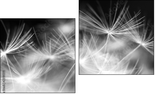 Macro beauty dandelion  - Obraz dwuczęściowy, Dyptyk