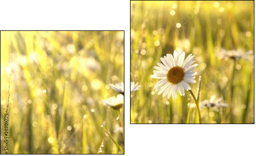 Stokrotki o poranku – wiosenna łąka
 - Obraz dwuczęściowy, Dyptyk