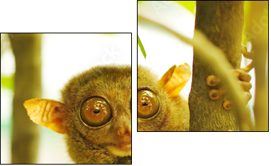 Tarsier  - Obraz dwuczęściowy, Dyptyk