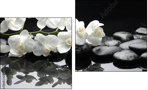 Close up white orchid with stone water drops  - Obraz dwuczęściowy, Dyptyk