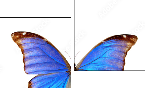 Blue morpho  - Obraz dwuczęściowy, Dyptyk