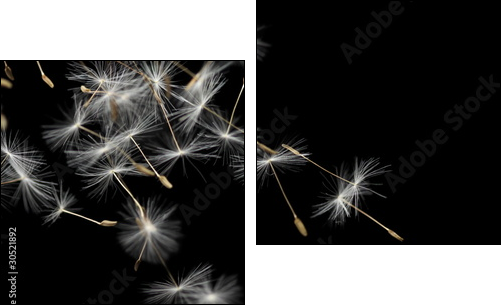 Seeds of dandelion, isolated on black  - Obraz dwuczęściowy, Dyptyk