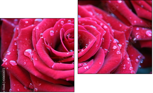 Rosa – róża w porannych kroplach
 - Obraz dwuczęściowy, Dyptyk
