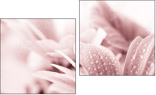 Beautiful daisy flowers closeup  - Obraz dwuczęściowy, Dyptyk