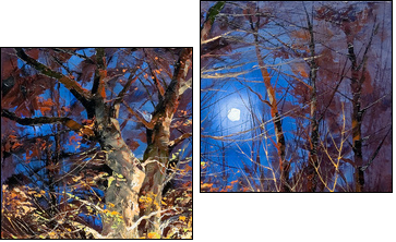 Night wood  - Obraz dwuczęściowy, Dyptyk