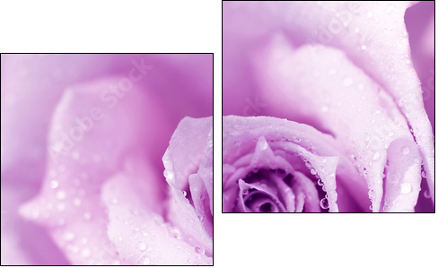 Róża w porannej rosie
 - Obraz dwuczęściowy, Dyptyk