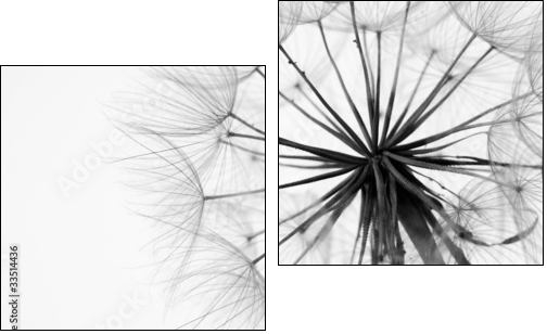 Close-up of dandelion  - Obraz dwuczęściowy, Dyptyk