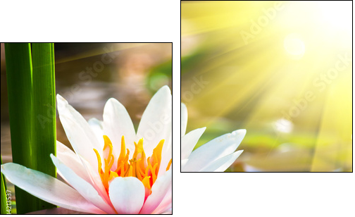 beautiful water lily in the light  - Obraz dwuczęściowy, Dyptyk