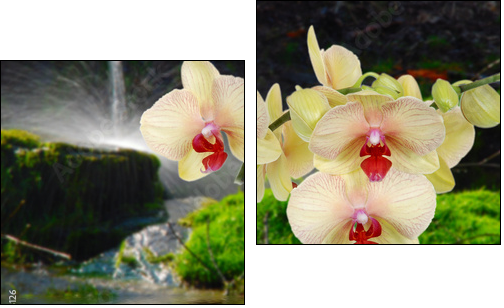 Orchideeauf Stein mit Wassertropfen  - Obraz dwuczęściowy, Dyptyk