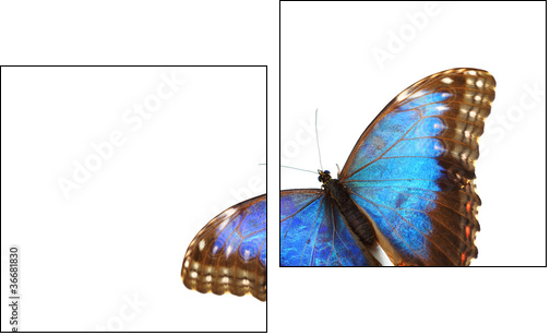 blue morpho isolated  - Obraz dwuczęściowy, Dyptyk