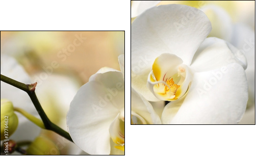 White orchid  - Obraz dwuczęściowy, Dyptyk