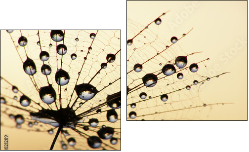 dandelion seed  - Obraz dwuczęściowy, Dyptyk