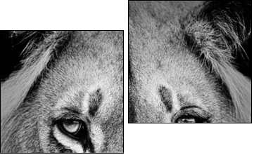 Lion Portrait  - Obraz dwuczęściowy, Dyptyk