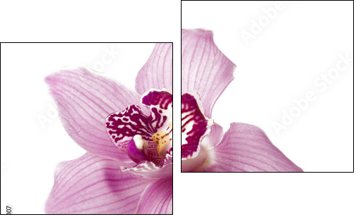 Pink orchid on a white background  - Obraz dwuczęściowy, Dyptyk