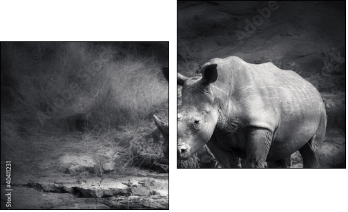 White Rhinoceros  - Obraz dwuczęściowy, Dyptyk