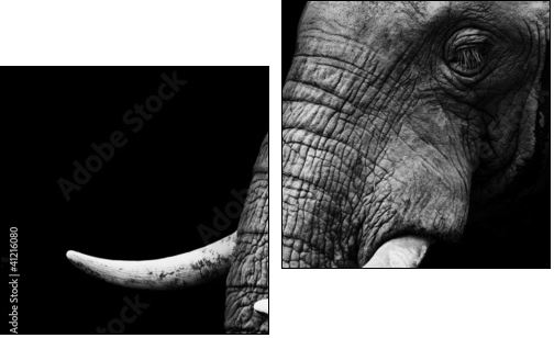 African Elephant Close Up  - Obraz dwuczęściowy, Dyptyk