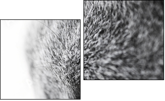 British blue cat detail  - Obraz dwuczęściowy, Dyptyk