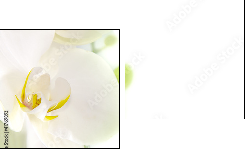 orquÃ­dea blanca sobre fondo blanco  - Obraz dwuczęściowy, Dyptyk