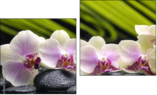 Set of branch orchid with stones- palm leaf background  - Obraz dwuczęściowy, Dyptyk