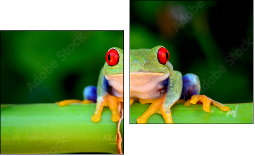 Red eyed tree frog looking curious  - Obraz dwuczęściowy, Dyptyk