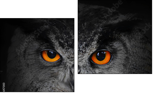 The evil eyes. ( Eagle Owl, Bubo bubo).  - Obraz dwuczęściowy, Dyptyk