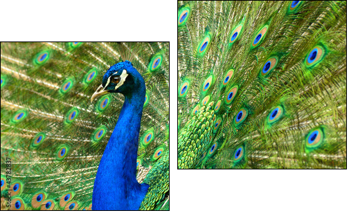MajestÃ¤tischer Pfau  - Obraz dwuczęściowy, Dyptyk