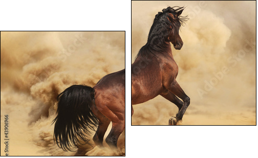 Purebred arabic stallion in desert  - Obraz dwuczęściowy, Dyptyk