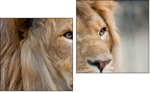 lion  - Obraz dwuczęściowy, Dyptyk