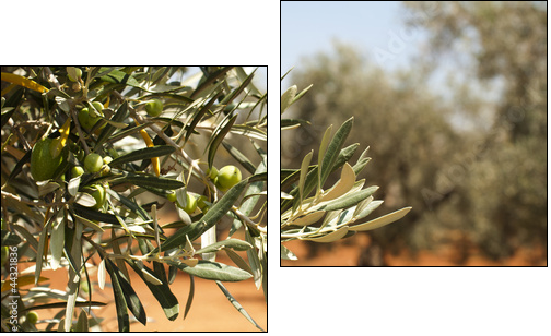 Olive plantation and olives on branch  - Obraz dwuczęściowy, Dyptyk