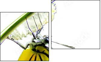 Monarch Butterfly, Milkweed Mania, baby born in the nature isola  - Obraz dwuczęściowy, Dyptyk
