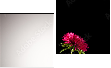 red aster flower  - Obraz dwuczęściowy, Dyptyk