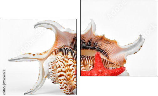 tropical sea shells  - Obraz dwuczęściowy, Dyptyk
