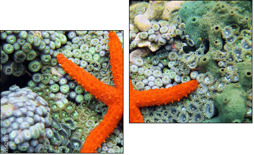 Comet sea star over anemones  - Obraz dwuczęściowy, Dyptyk