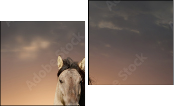 wild stallion running in sunset  - Obraz dwuczęściowy, Dyptyk