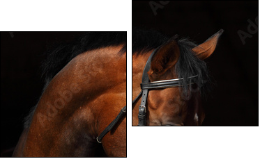 Bay Trakehner Horse with classic bridle  - Obraz dwuczęściowy, Dyptyk