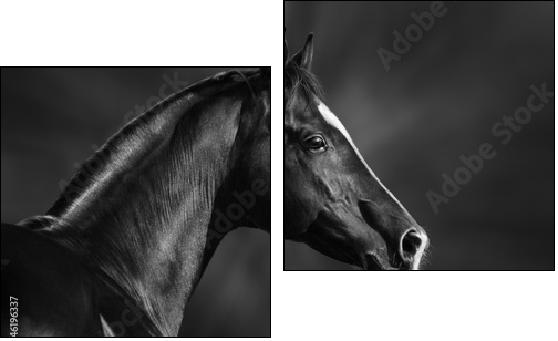 Black and white portrait of arabian stallion  - Obraz dwuczęściowy, Dyptyk