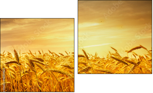 A field of wheat in the golden light of sunset.  - Obraz dwuczęściowy, Dyptyk