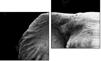 Elephant Close Up  - Obraz dwuczęściowy, Dyptyk