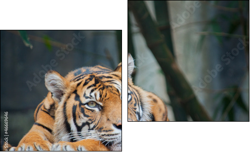 Endangered Sumatran Tiger  - Obraz dwuczęściowy, Dyptyk