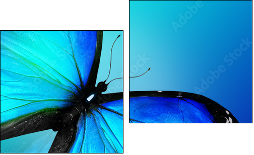 Blue butterfly on blue background  - Obraz dwuczęściowy, Dyptyk