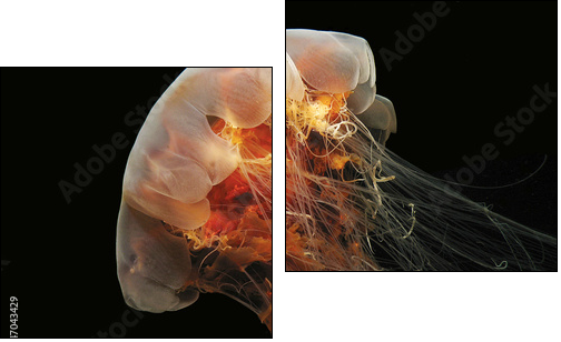 Lion's Mane Jelly  - Obraz dwuczęściowy, Dyptyk