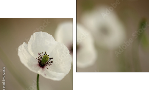 Poppy  - Obraz dwuczęściowy, Dyptyk