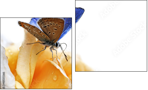 blue butterfly isolated on white background  - Obraz dwuczęściowy, Dyptyk
