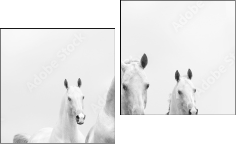white horses in dust  - Obraz dwuczęściowy, Dyptyk