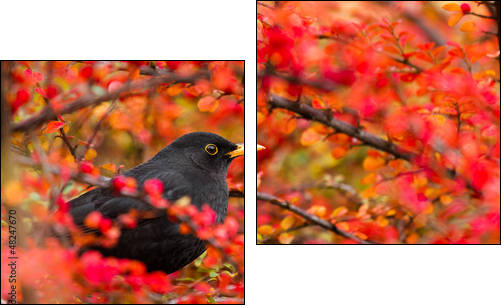 Common Blackbird (Turdus merula)  - Obraz dwuczęściowy, Dyptyk